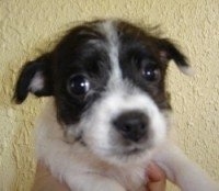 Close Up - The head of a black with white Bossi-Poo Puppy that is being held in the air by a person and it is looking forward.