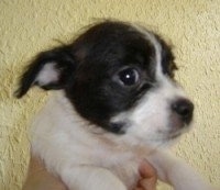 Close Up - The right side of tha face of a black with white Bossi-Poo Puppy that is being held up in the air by a person.