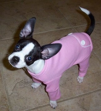 Topdown view of a black with white Boston Huahua puppy that is standing across a tiled floor, it is wearing a pink onesie and its head is tilted to the right.