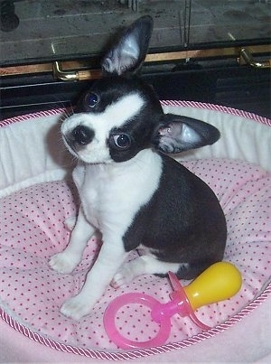 The left side of a black with white Boston Huahua puppy that is sitting on a pink polka-dot dog bed and its head is tilted to the right. There is a pacifier toy next to it.