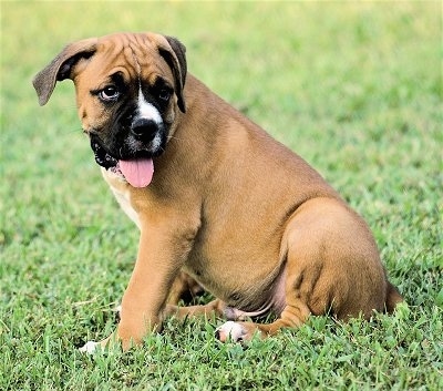 A Bulloxer puppy sitting in a yard with its mouth open and tongue out