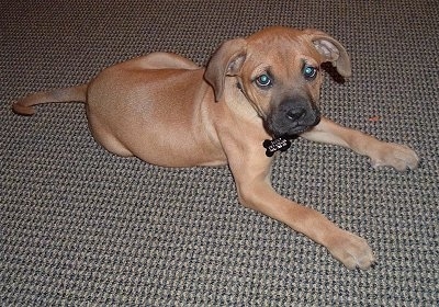 Sammy the Bulloxer puppy laying on a carpet