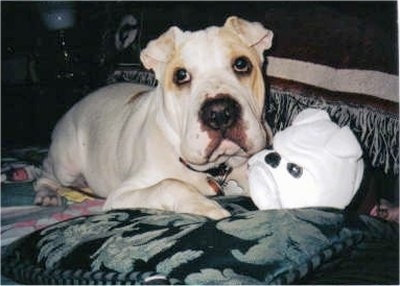 Daisy the Bull-Pei laying on a bed next to a toy that looks like a Bulldog