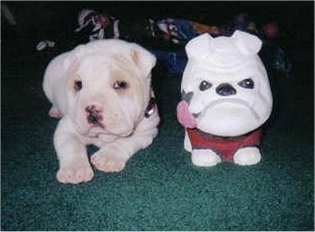 Daisy the Bull-Pei as a puppy laying on a carpet next to a toy that looks like a Bulldog