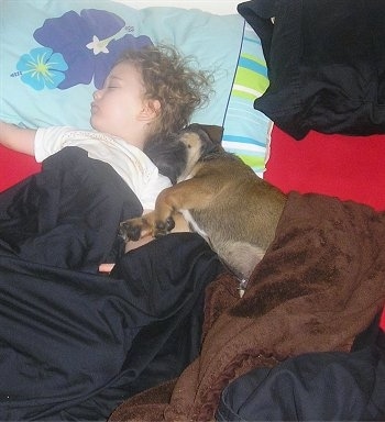 Shooter the Bulloxer puppy sleeping with a young child