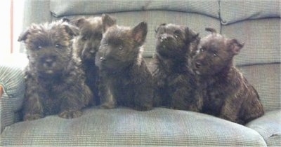 Litter of little black brindle Bushland Terrier puppies lined up sitting on a tan couch