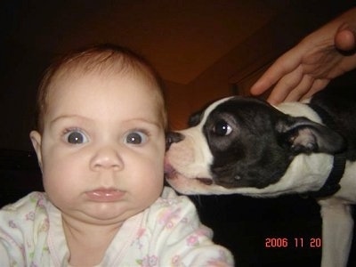 Zoey the Boston Terrier licking the ear of a wide-eyed baby