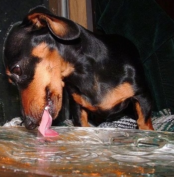 Close Up - Gracey the Dachshund is licking a plate clean
