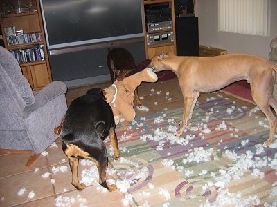 Wendy the Red Doberman, Stewie the Greyhound and Lucy the Black Doberman are playing tug-of-war with a teddy bear in front of a flat screen TV. There is white stuffing all over the rug