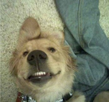 Close Up - Harper the Golden Retriever puppy is laying on its back next to a pair of jeans with his bottom teeth showing