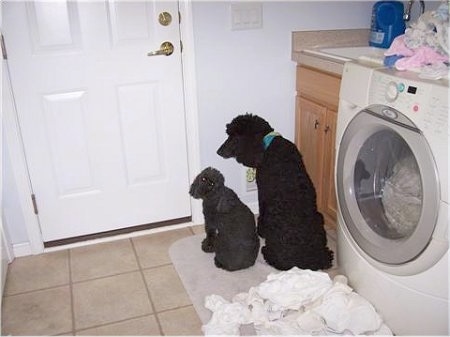 Katie the Standard Poodle and Bobby the Mini Poodle are sitting facing a wall in a laundry room