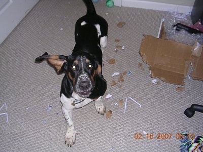 Willie the Basset Hound is walking towards the camera holder. There is a destroyed box with cardboard pieces all over the floor.