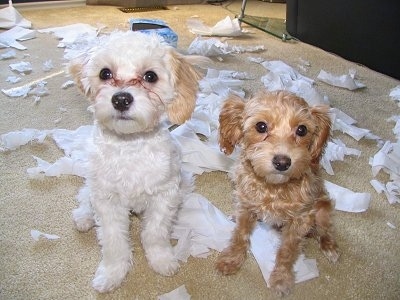 Charlie and Ginger the Shih-Poos are sitting in front of a bunch of ripped tissues. There is an empty tissue box behind them