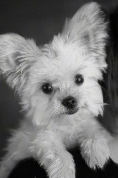 Close Up - A black and white Photo of Ellie the Chorkie leaning on a chair