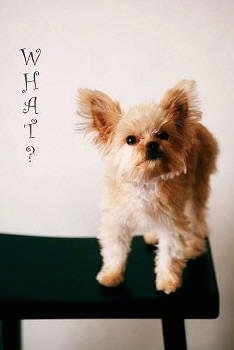Ellie the Chorkie is standing on a black wooden stool. The Word - WHAT? - in a fancy font is overlayed