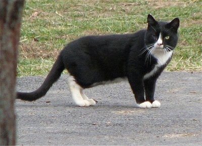 A black and white cat missing an eye is standing on a blacktop and looking towards the camera holder