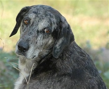 catahoula hound dog
