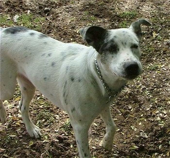Blue the Louisiana Catahoula Leopard Dog is standing in dirt and looking towards the camera holder with its eyes squinted