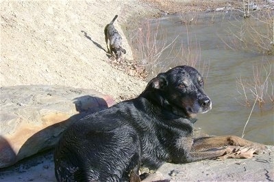 Dooby the Catahoula is laying on a rock overlooking water. There is another Catahoula dog exploring the side of a rock