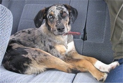Whiskey the Catahoula puppy is laying in the back of a car and next to a person in the back