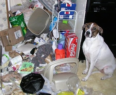 Maya the English Pointer mix is sitting in front of a black stove and in front of Maya is a big pile of trash