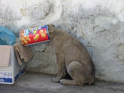 Baksheesh the wild dog from Afghanistan has its head in canister of Cheez Doodles. It is sitting against a stone wall.