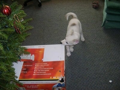 Spirit the Siberian Husky puppy is chewing on a box under a Christmas tree