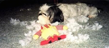 Jessica the Mal-Shi is laying on a carpet ripping a Ronald McDonald plush toy apart. There is stuffing all around her