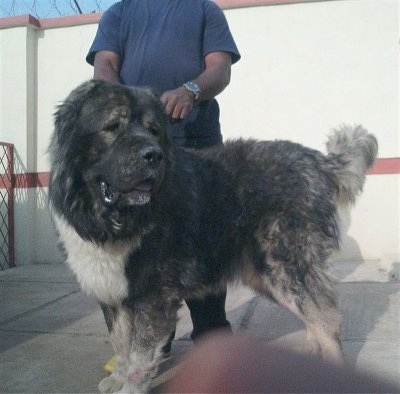 Caucasian Shepherd dog is standing in front of a large concrete wall. The Caucasian Shepherd is looking back. There is a person behind the dog