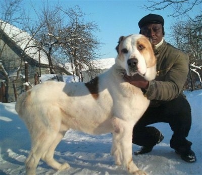 Dagar the Central Asian Ovtcharka is standing in snow next to a person that is holding its head and wearing winter gear