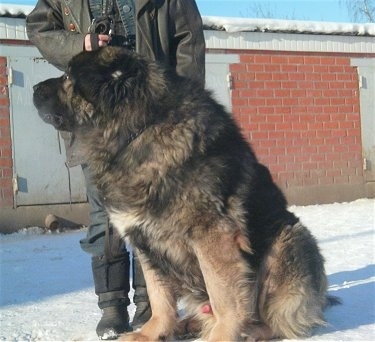 A Caucasian Shepherd Dog is sitting on snow in front of a person