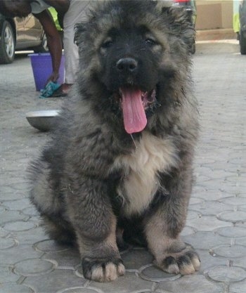 Kamaz the Central Asian Ovtcharka puppy is sitting outside with its mouth open and tongue out. There is a person in the background washing there feet