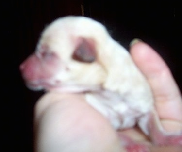 Close Up head shot - Newborn Chi-Chon puppy with its head turned to the left in the hand of a person