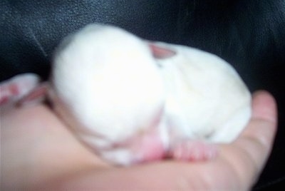 Close Up - Newborn Chi-Chon puppy being held in the air by a person with a black leather couch in the background