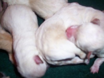Close Up - A litter of white Chi-Chon puppies with their eyes still closed laying on a green surface
