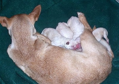 Sid the Chihuahua and a litter of four Chi-Chon puppies are nursing