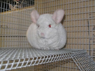 A Pink White Chinchilla is standing on the second level of a white cage. It is looking forward.