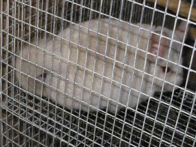 Close up - A Pink White Chinchilla is standing on the second level of a cage and it is looking to the right. The photo is taken from outside of the cage.