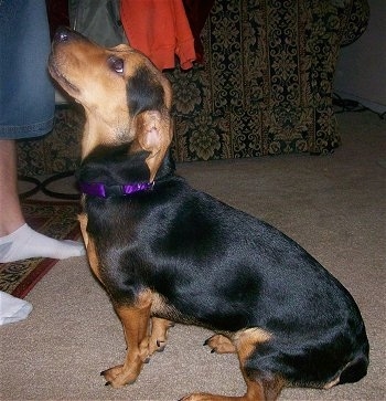 Left Profile - Rosey the black with tan Chiweenie is sitting in front of a person in shorts and white socks.