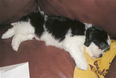 Miles Davis the Cock-a-Tzu as a puppy is laying on a yellow baseball cap on a brown leather couch and there is a white envelope in front of him