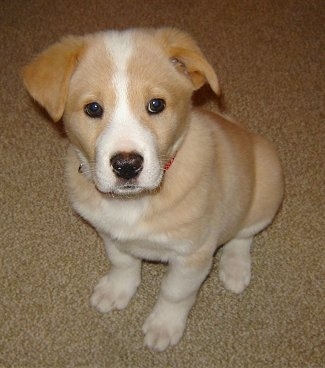 Reba the tan and white Corgidor puppy is sitting on a carpet
