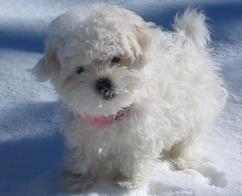 Juicy the pure white Coton De Tulear puppy is wearing a pink collar and sitting in snow