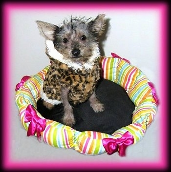Vixxi the Crustie puppy with a leopard print coat on and sitting in a dog bed that has a bunch of ribbons and colors on the edges