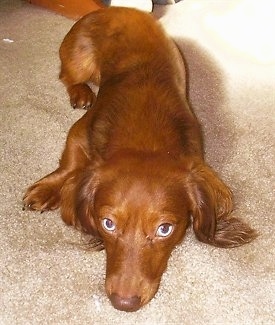 Copper the red long-haired, blue-eyed miniature chocolate dapple Dachshund is laying down on a carpet and is looking up