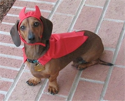 Dieter the brown with black Dachshund is wearing a red cape and red devil horns. He is sitting on a brick porch