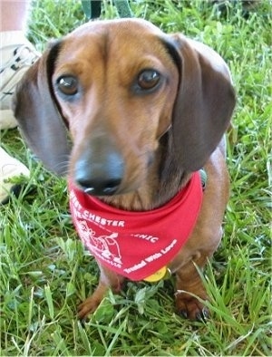 Close Up - Dieter the Dachshund is wearing a red bandana around his neck and sitting in grass