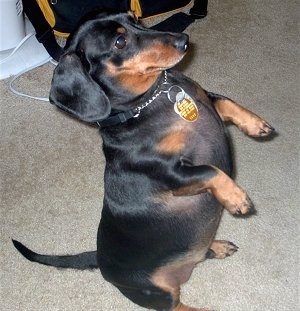 Oscar the over weight black and tan Dachshund is standing on its hind legs. Its front paws are just hanging in the air