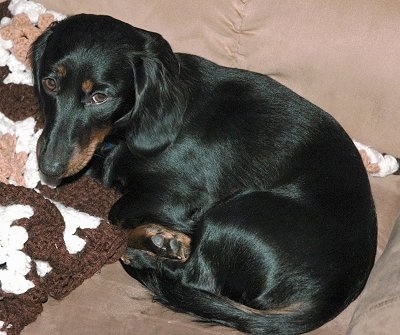 Ty the black and tan Dachshund is laying on a couch and on a crocheted blanket