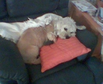 Longfellow the Dandie Dinmont Terrier is sleeping on a chair on top of a pink pillow with a white blanket behind him.
