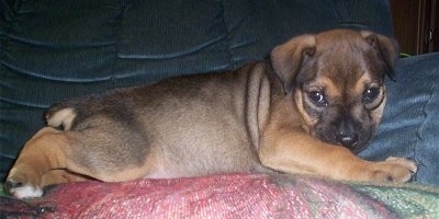 Side view - A black with tan Doberman/English Bulldog mix puppy is laying across a blue recliner on top of a pink and green shiny pillow.